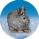 Pygmy Rabbit Facts 的图像结果