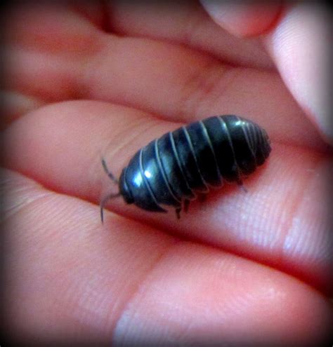 Rolly Pollies-Lara loved these creatures as a youngster. I remember her ...
