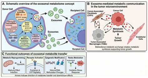 Extracellular Vesicles Associated Metabolites as Intercellular ...