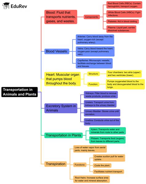 Mind Map: Transportation in Animals and Plants - Science Class 7 (Old ...