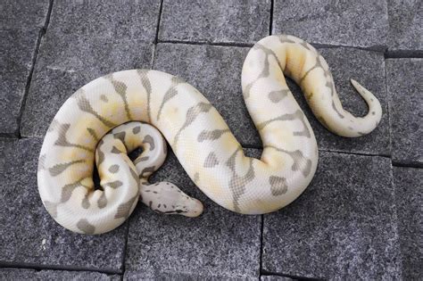Image result for Spider Ball Python