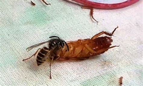 Image result for Large Cockroach Attack
