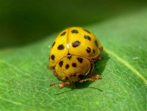 Ladybird (Psyllobora 22-punctata) by Alexey Kljatov