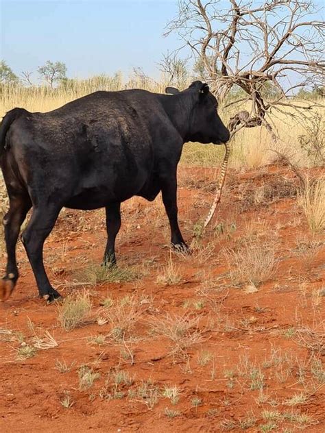 Image result for Python Snake Eating Cow