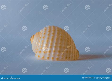 Scotch Bonnet Shell stock photo. Image of mollusk, grand - 180388166