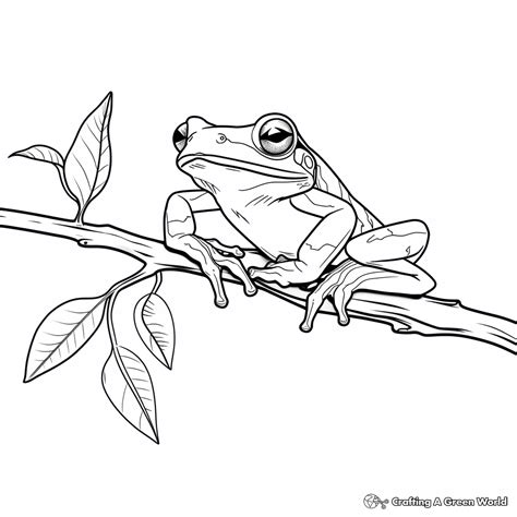 Image result for Tree Frog Colors