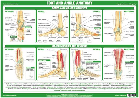 Chartex - Foot and Ankle Joint Anatomy Chart