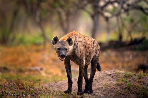 Discover Why Hyenas Laugh and What It Means When They Do - A-Z Animals
