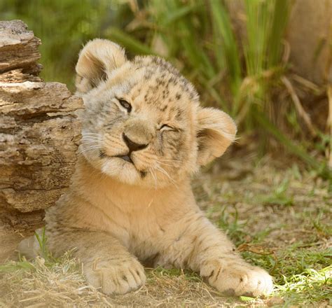 4,000+ Free Cubs & Lion Cub Images - Pixabay