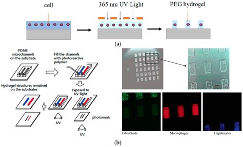 Image result for Cellular Microarray