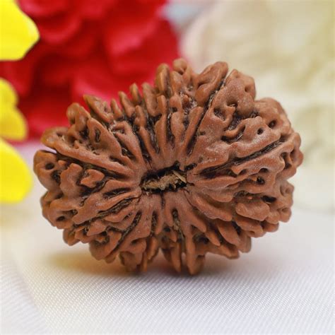 13 Mukhi Single Nepali Rudraksha With Lab tested Certificate – DIVINE KART