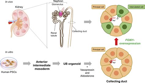 Functional renal collecting ducts from human PSCs: Cell Stem Cell