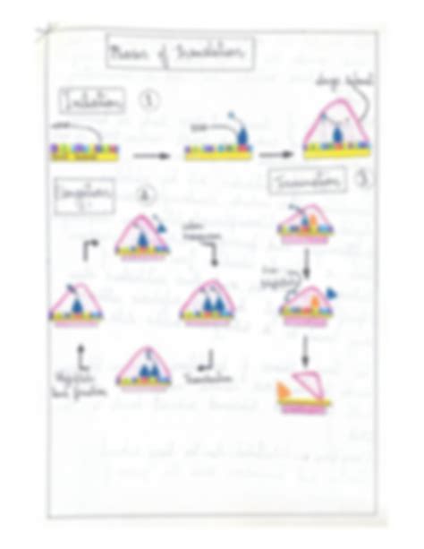 Image result for Post Translation Process Animation