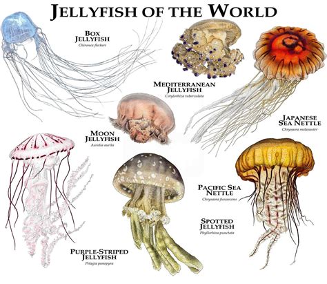 Jellyfish of the World Poster Print - Etsy Canada | Types of jellyfish ...