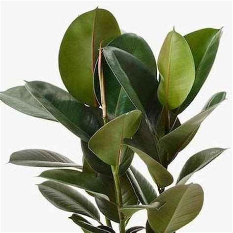 The Four Seasons Ficus Elastica Robusta 'Rubber Fig' Natural Live Plant ...