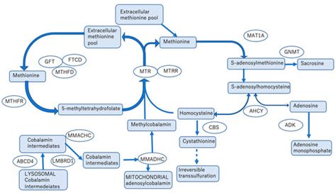 Acute Encephalopathy Caused by Inherited Metabolic Diseases