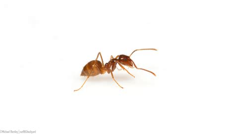 Unraveling the Enigma: Are Ants People Too?
