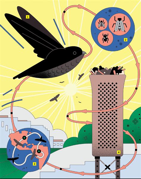 Schematic: Saving Chimney Swifts | Lehigh University News