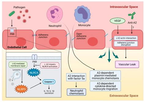 Annexin A2 in Fibrinolysis, Inflammation and Fibrosis