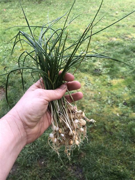 Onion Grass Medicinal at Robert Gump blog