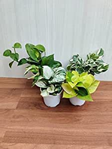 CAPPL Combo of Money Plants - Neon Pothos, N' Joy (Scindapsus ...