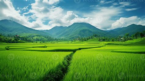 AI generated Green rice fields in the rainy season beautiful natural ...