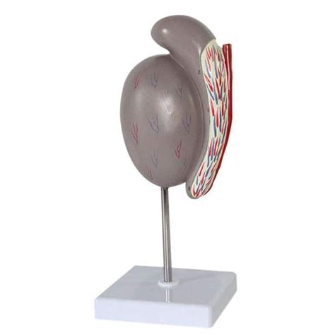 Buy 3.5fold testicles anatomical model, human testis internal and ...