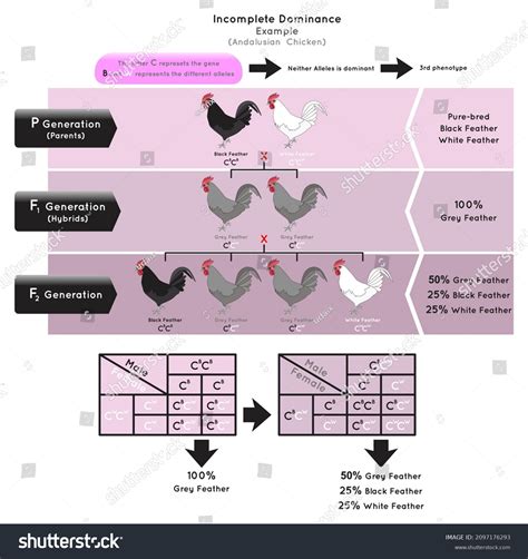Image result for Incomplete Dominance Definition and Example