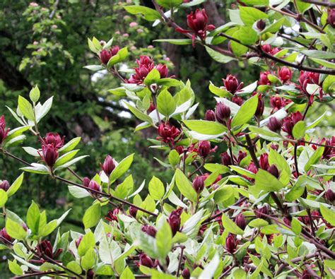How to grow sweetshrub: expert native plant advice | Homes and Gardens
