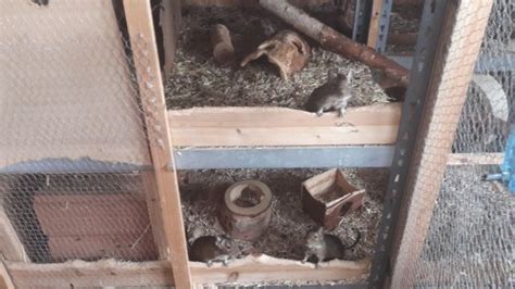 Nagetiere Allgemein Kleinanzeigen | Nagetiere Allgemein Annoncen ...