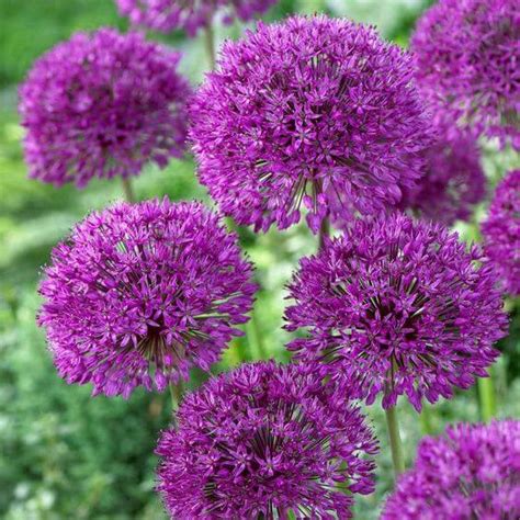 Buy Allium Purple Imported Flower Bulbs Online – Radhakrishnaagriculture