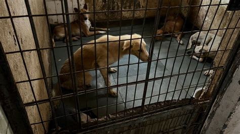 India shown in bad light: Top court raps states for not filing reports ...