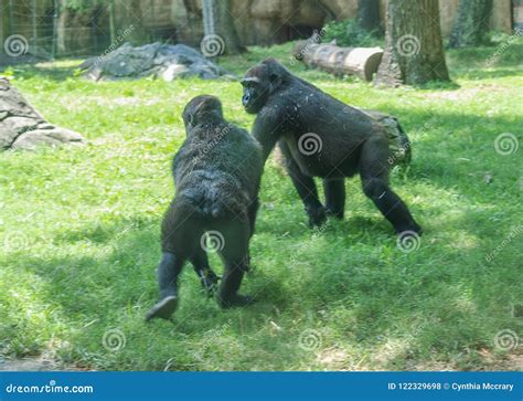 Western Lowland Gorillas at NC Zoo Stock Photo - Image of lowland ...