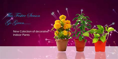 Amazon.in: PlantaZee