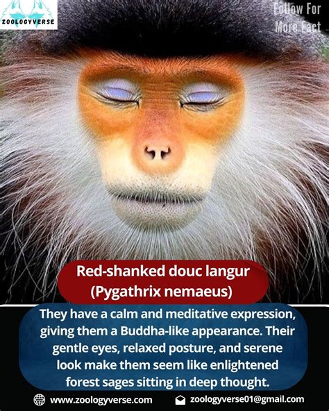 The Red-Shanked Douc Langur: Primate of Southeast Asia | Zoologyverse