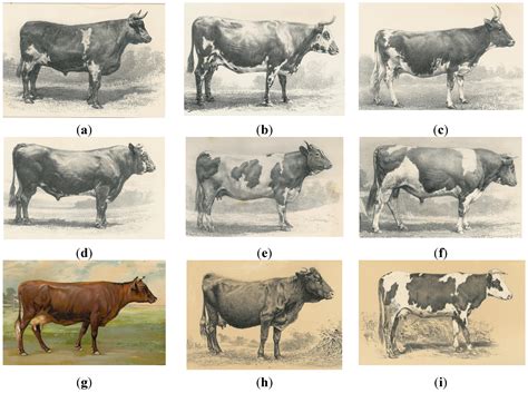 German Dairy Cow Breeds at Ashley Cianciolo blog
