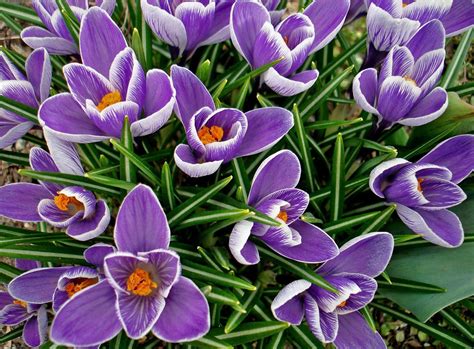 Download wallpaper 1600x1180 crocuses, flowers, spring, flowerbed ...
