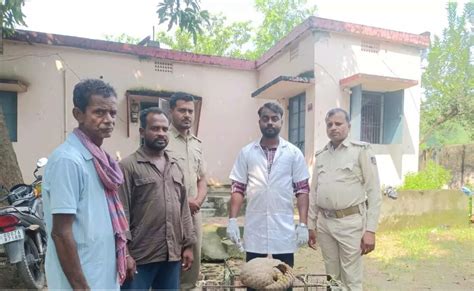 Forest officials rescue pangolin in Ganjam district