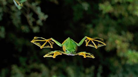 #428271 Bing, amphibian, animals, nature, photography, frog - Rare Gallery HD Wallpapers