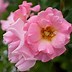 Image result for Drift Roses Colors