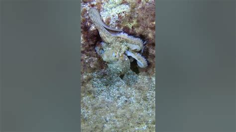 Image result for Octopus Problem Solving YouTube
