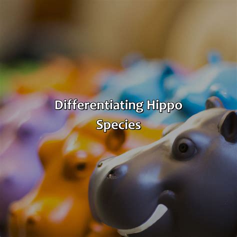 What Color Are Hippos - colorscombo.com
