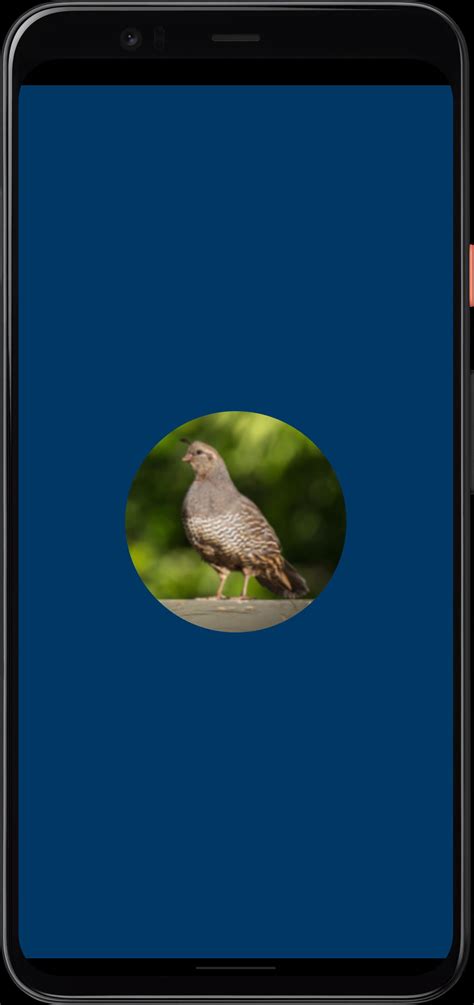Quail Sounds APK for Android Download