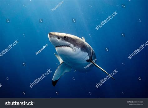 Pictures Of Baby Great White Sharks
