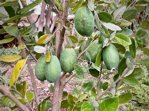 Feijoa sellowiana (syn. Acca sellowiana), pineapple guava | Trees of ...