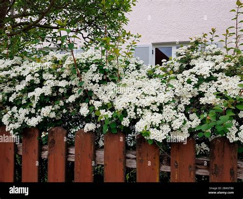 White flowering shrub hi-res stock photography and images - Alamy