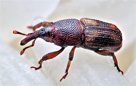 Rice Weevil 的图像结果