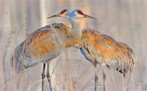 Did You Know Sandhill Cranes Dye Their Feathers? - Cool Green Science