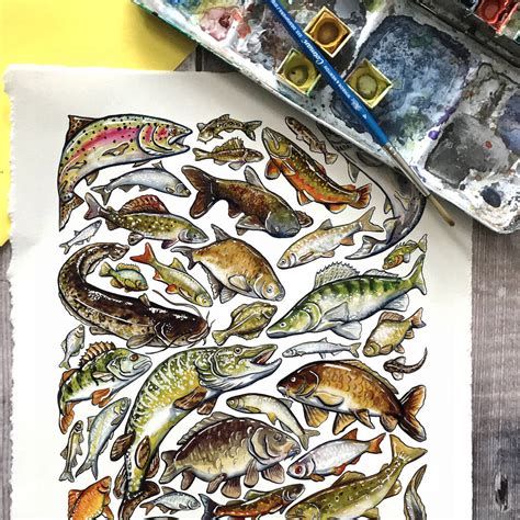 Freshwater Fish Of Britain Watercolour Postcard By Alexia Claire