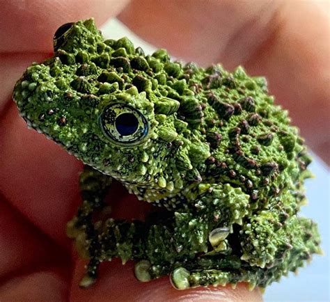 Vietnamese Mossy Frog : r/interestingasfuck